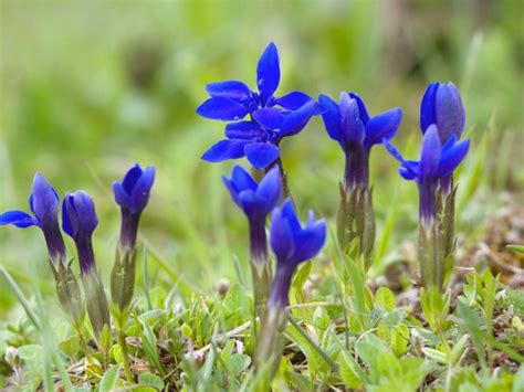 gentian meaning.